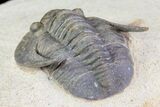 Sculptoproetus Trilobite - Excellent Example #66907-5
